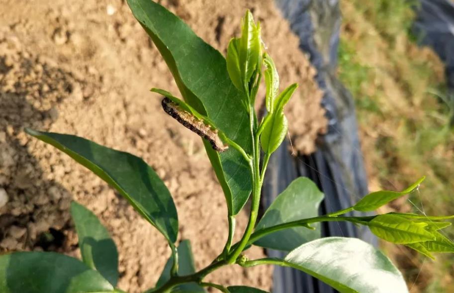 柑橘黑头虫食量超大,吃得多更好防治,这几个药剂特效!