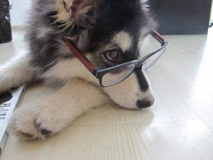 狗狗装瘸秀演技,网友惊呼:汪星奥斯卡影帝!