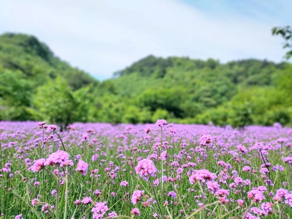 相约金兰山 许你一片浪漫紫色花海