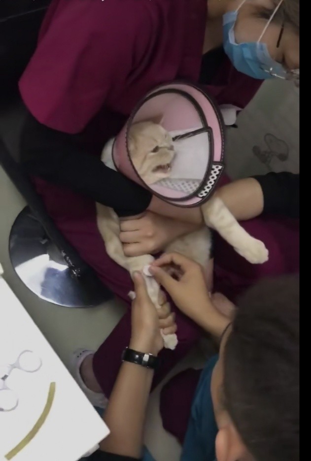 猫咪到医院打疫苗,瞬间变成戏精,猫咪:有人想要谋害朕