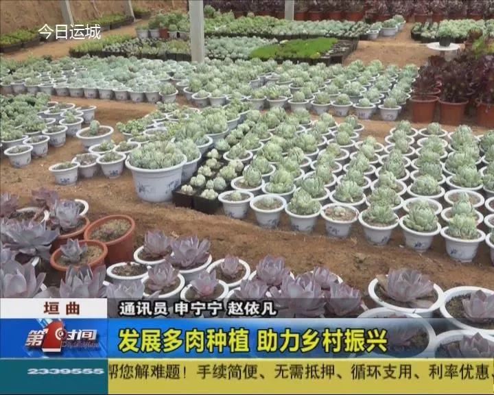 垣曲:发展多肉种植 助力乡村振兴