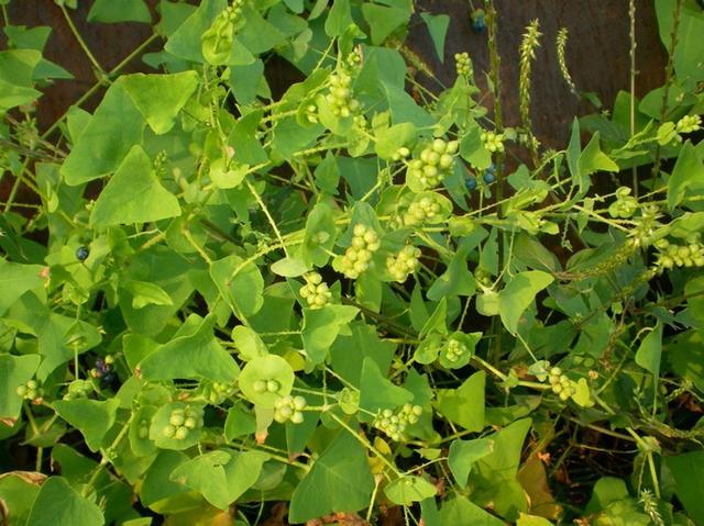 农村一种刺草,毒蛇见了绕着走,俗称"蛇不过",你见过它吗