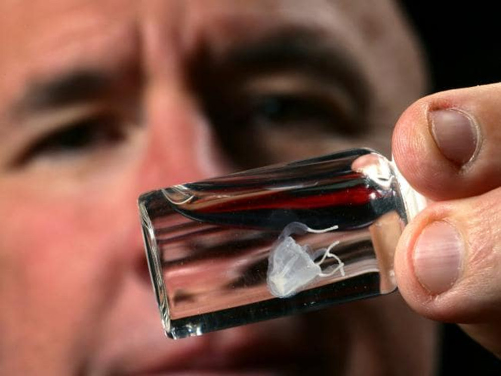 这种水母个头虽小,杀伤力却不能小视,看不见的"杀手"最是骇人