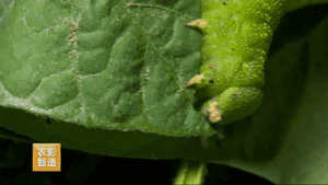 豆青虫 斗米虫和水虻 究竟哪个最美味
