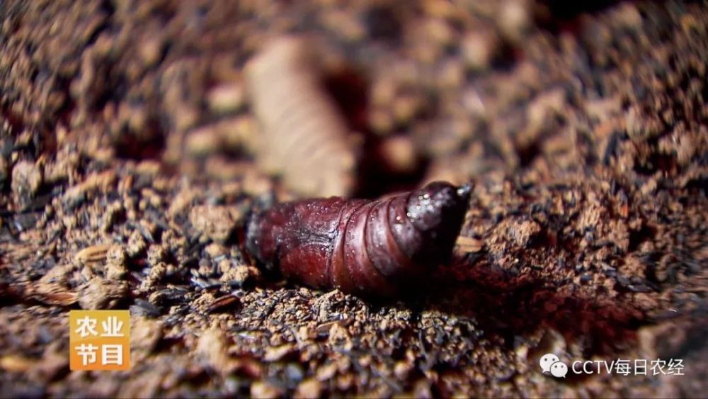 豆青虫 斗米虫和水虻 究竟哪个最美味