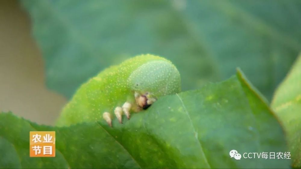 豆青虫 斗米虫和水虻 究竟哪个最美味