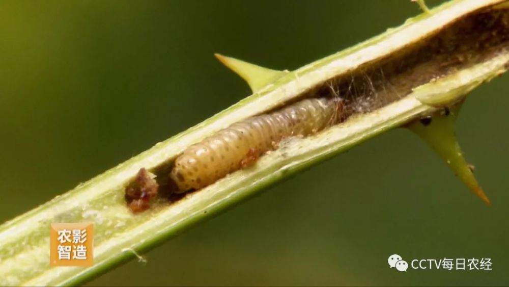 豆青虫 斗米虫和水虻 究竟哪个最美味