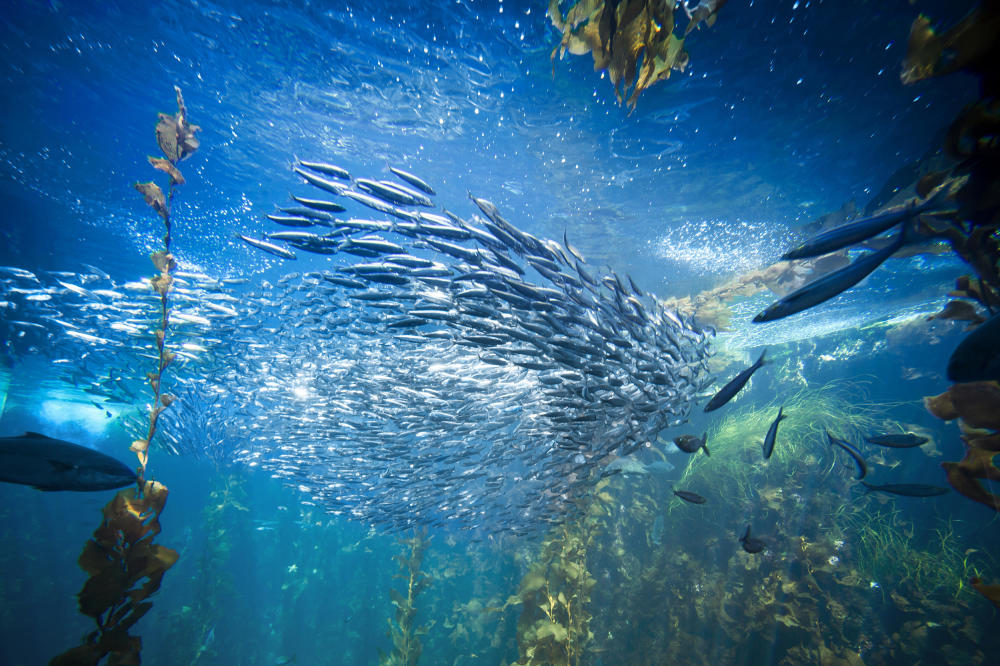 如何保护海洋生物多样性