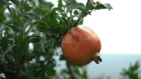 保持这种红石榴的高品质,从万株红石榴树中寻觅生命力旺盛的饱满果实