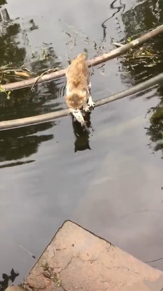 猫叼着鱼走在水管上 男子好奇猫该如何上岸时 下一幕让人傻了眼