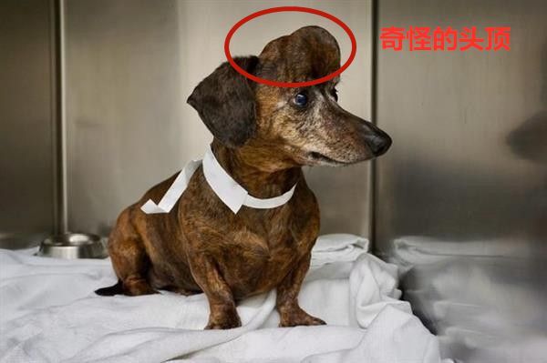流浪狗头部顶个奇怪大包,医生打开后:真24k钛合金狗头