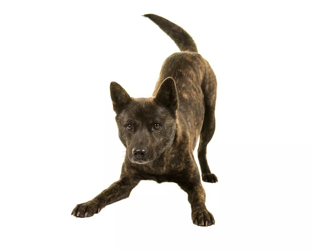 只知道秋田犬和柴犬 你可能还不了解日本的汪星人哦