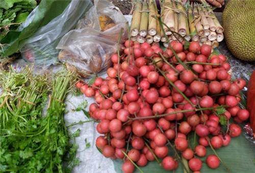 人称"蒜瓣果",是多用途树种,种植潜力极高,产量高营养高!