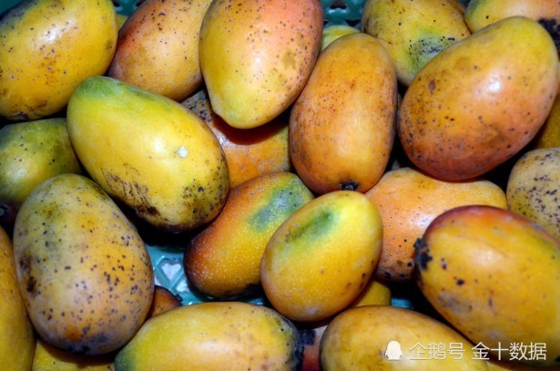 0万公斤芒果 滞销 菲律宾寄希望于中国 这国却不好受