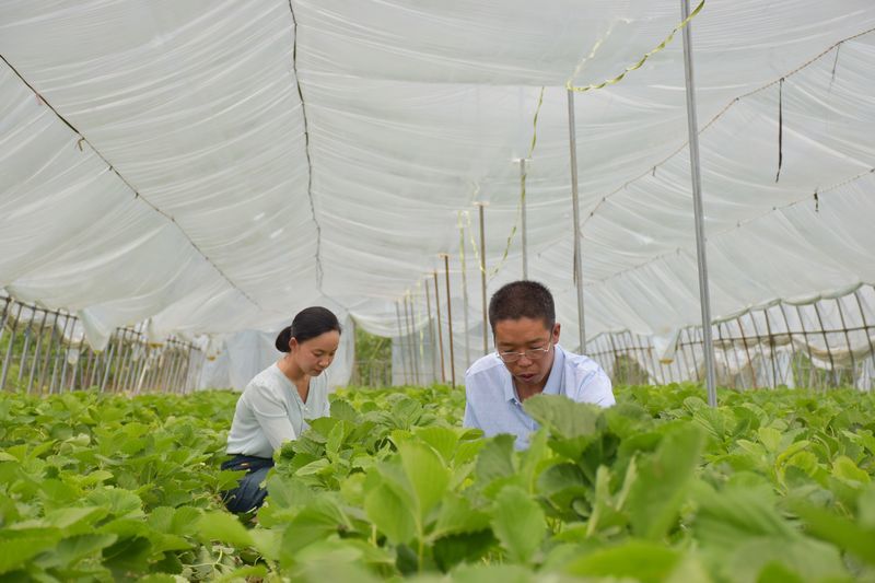 不拼力气拼智力中国 新农人 地里 淘金