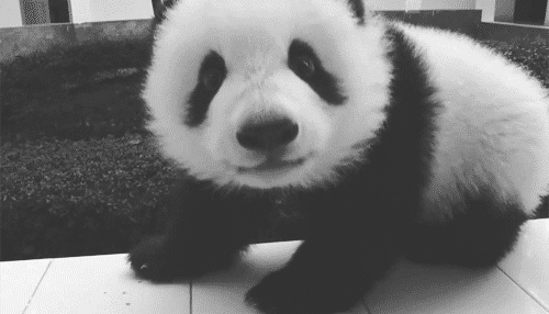 小熊猫这么可爱 为什么总有人认错它 腾讯新闻