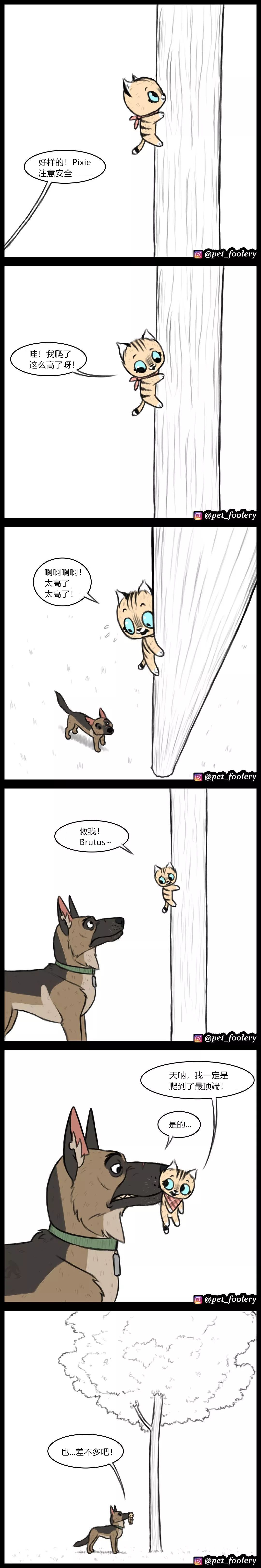 退役军犬和小萌猫图片