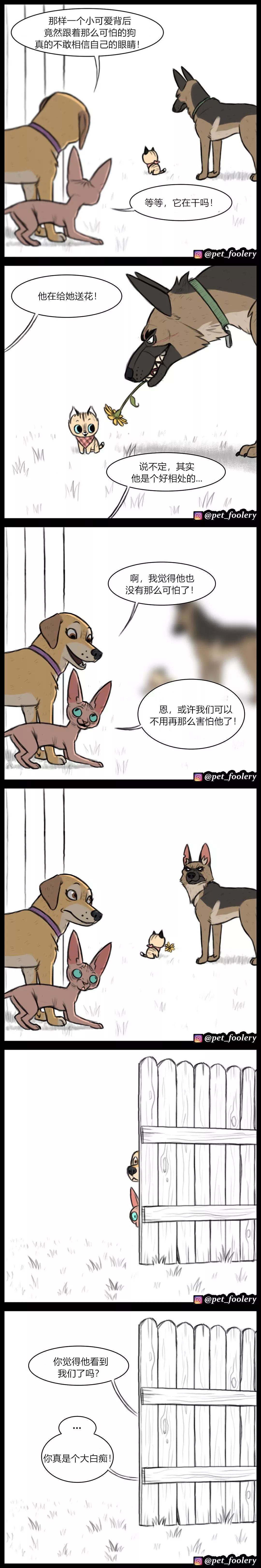 退役军犬和小萌猫图片