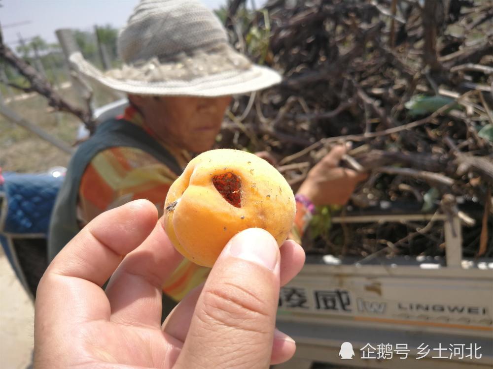 金黄的杏子落一地 破坏者找到却无计可施