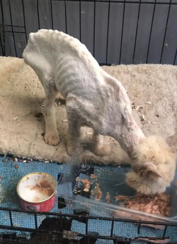 骨瘦如柴的流浪猫,第一次吃到猫罐头,瞬间泪流满面