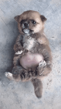 小奶狗吃太饱,肚子圆滚滚没法翻身,可爱一幕笑翻了