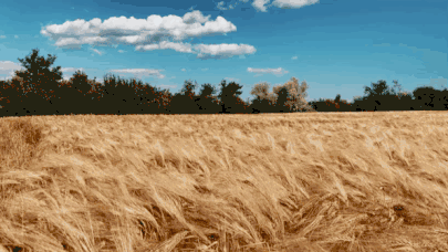 重阳节用英语怎么说,陪老人过重阳节用英语怎么说