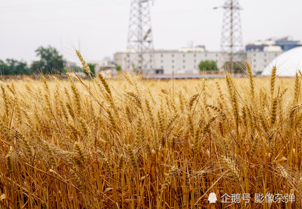 寸土寸金的北京三环,150亩麦田迎来大丰收,所产麦子基本不卖