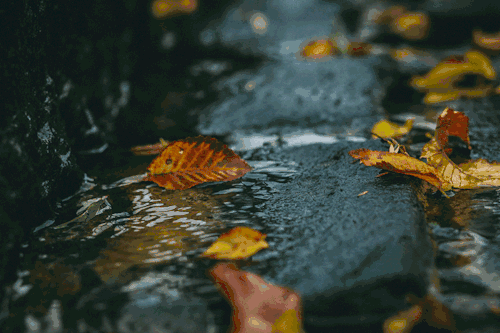 近期济南多雨水各地才陆续进入秋天其实,从这个时节开始"白露秋分夜