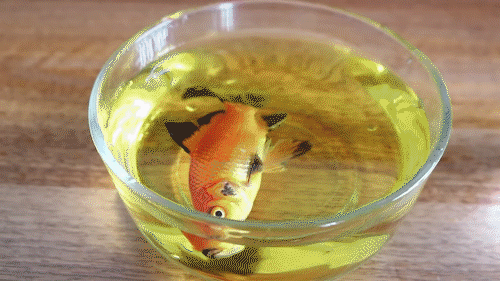 有趣的实验,将一条活蹦乱跳的鱼儿放进雪碧里面,会发生什么事情