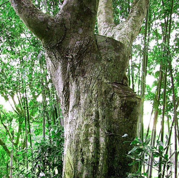 转眼立冬,别出 去打工了,在家种上这样一株树苗,一年后大丰收,全家乐