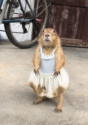 土拨鼠穿上小裙子,小模样美翻了,网友:来,吼一嗓子