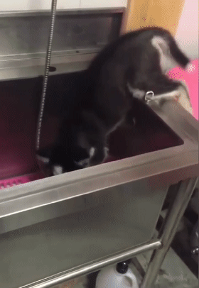 主人带边牧洗澡 气急败坏咬水 狗 洗个澡真费牙