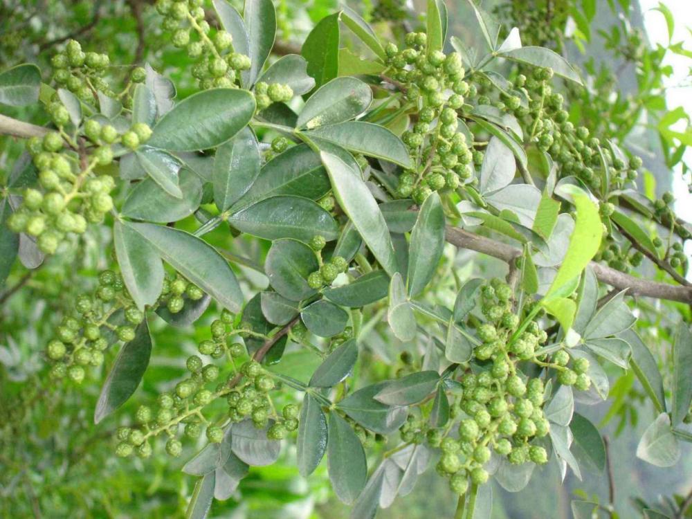 原产地,老干妈,麻椒,外国人