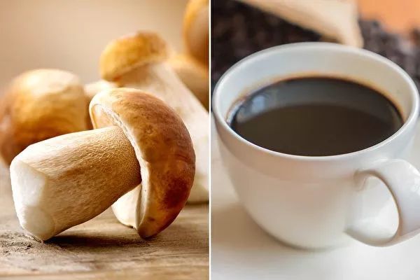 蘑菇咖啡及保健品风靡全球,为菌菇开辟新市场!