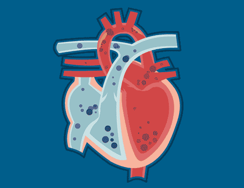 心脏血液循环图动态图图片