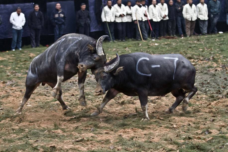 斗牛里的牛牛居然可以这样算,学好数学很重要!