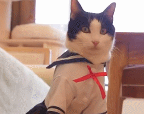 当猫咪穿上女装后女仆装公主装不算啥最后一个谁受得了