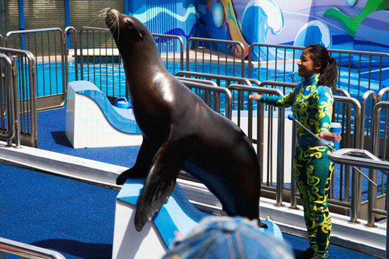 云谷田园醉美樱花#动物海狮表演旅游文化节开园了!领门票!_腾讯新闻