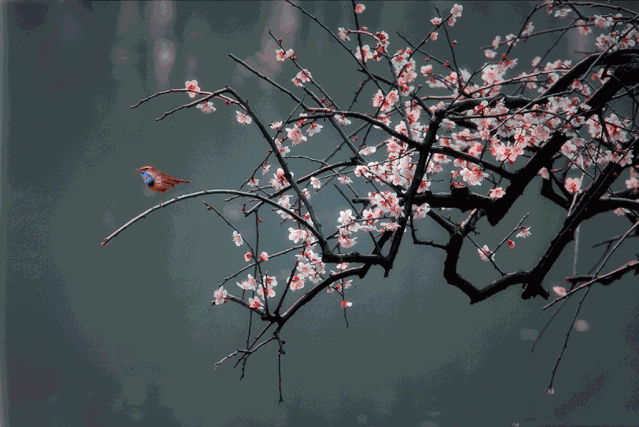 招小波|把品不尽的玉液琼浆，留待来日再干