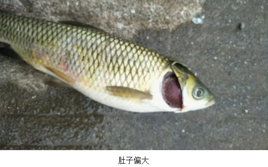 草魚大肚子原因分析及解決方案