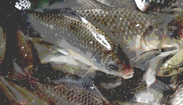 提供了良好的自然条件,水库中最为常见的胖头鱼(鳙鱼),鲢鱼,鲤鱼,草鱼