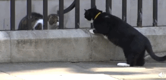 英国外交部|英国外交部首席捕鼠官Palmerston卸任退休