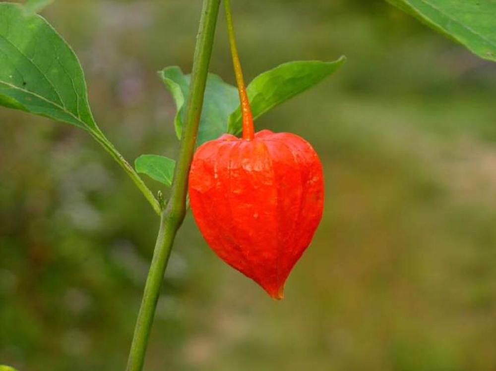 酸浆果实中含有人体需要的多种营养成分,可生食,糖渍,醋渍等!