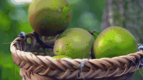 大白梨|【微食疗】立秋热浪袭来，大白梨来帮你解渴润肺！