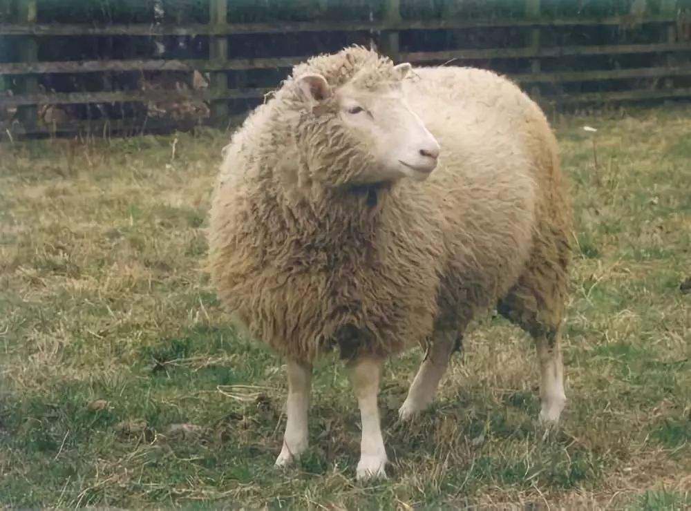 20年前就成功克隆羊,为何至今不克隆人类?看看多利下场就知道