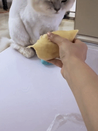 猫咪第一次闻榴莲味道让猫难受结果反胃到脸扭曲