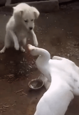 大鹅欺负狗崽,狗崽痛得满地打滚儿,狗妈的举动让人暖心不已