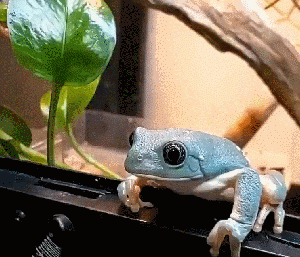 谁能想到青蛙竟然是这么吃东西的!原来书本上都是骗人的!