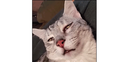 猫也会做梦吗会梦到铲屎官吗