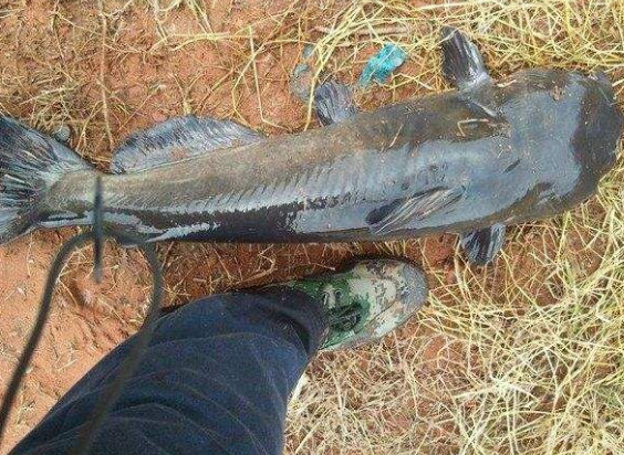 印度,鯰魚,恆河